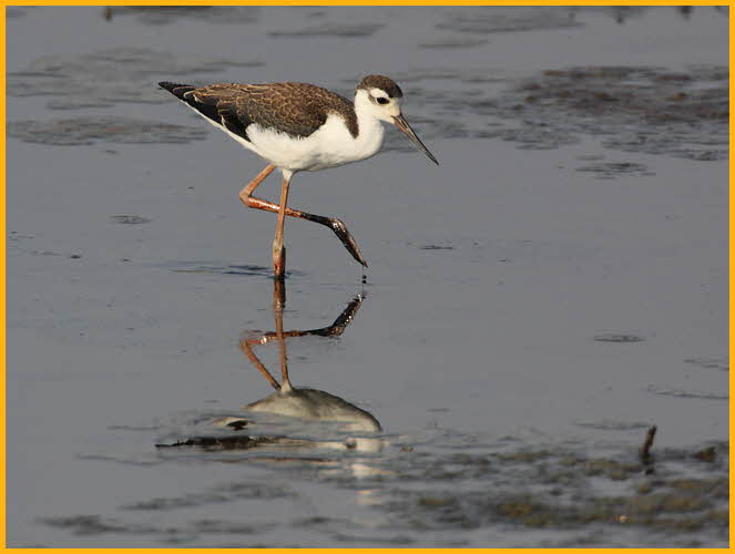 Juvenile <BR>Black-necked Stilt