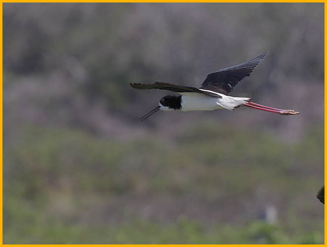 Hawaiian <BR>Black-necked Stilt