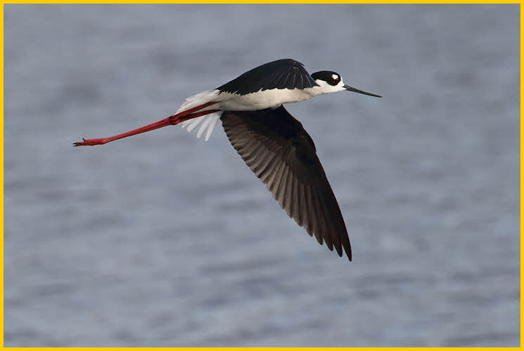Black-necked Stilt