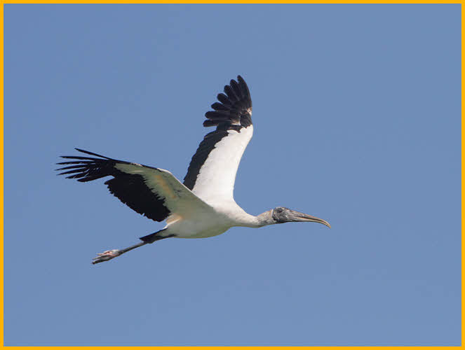 Second Year<BR>Wood Stork