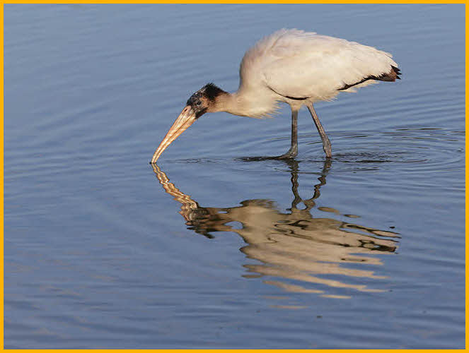 Juvenile<BR>Wood Stork