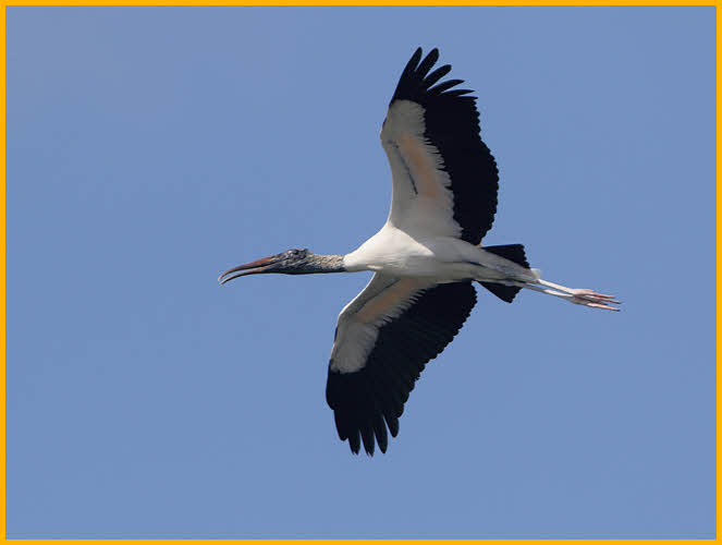 Wood Stork