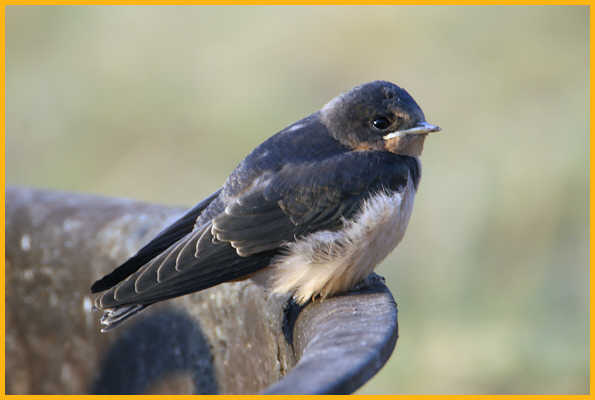 Juvenile Barn Swallow