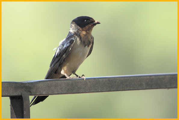 Mexican Cliff Swallow