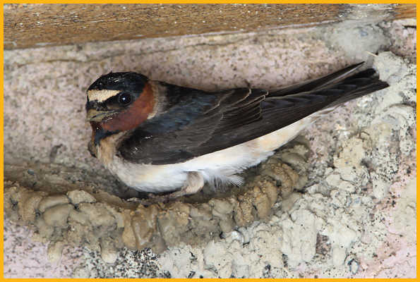 Northern Cliff Swallow