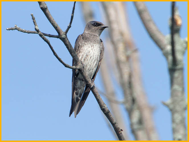 Northern Rough-winged Swallow