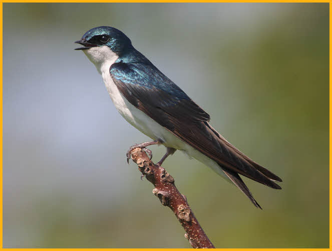 Tree Swallow