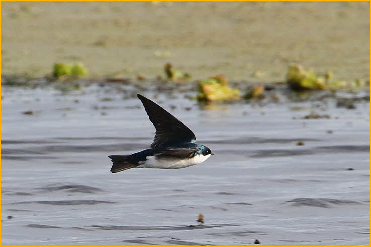 Tree Swallow