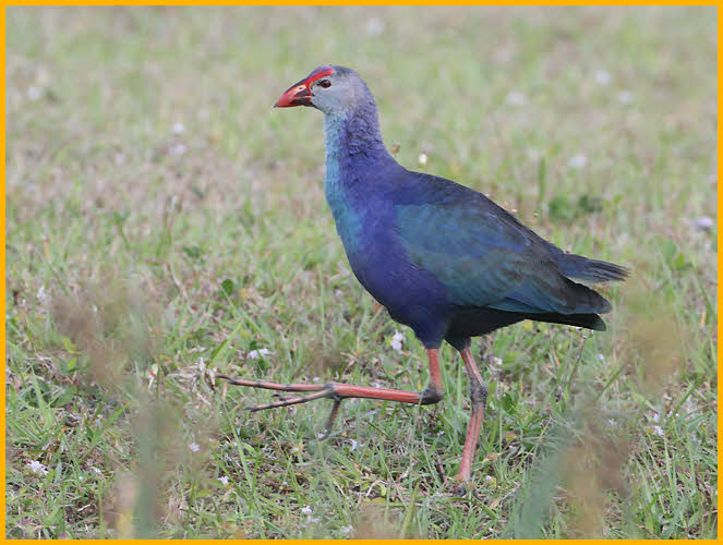 First Winter<BR>Grey-headed Swamphen