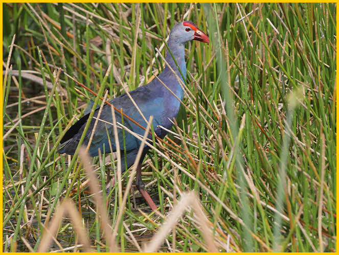 Grey-headed Swamphen