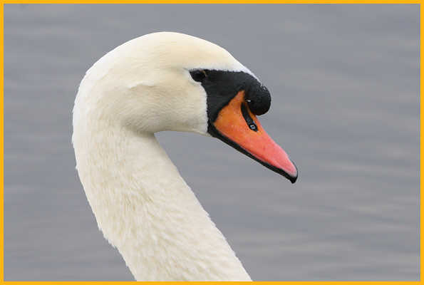 Mute Swan