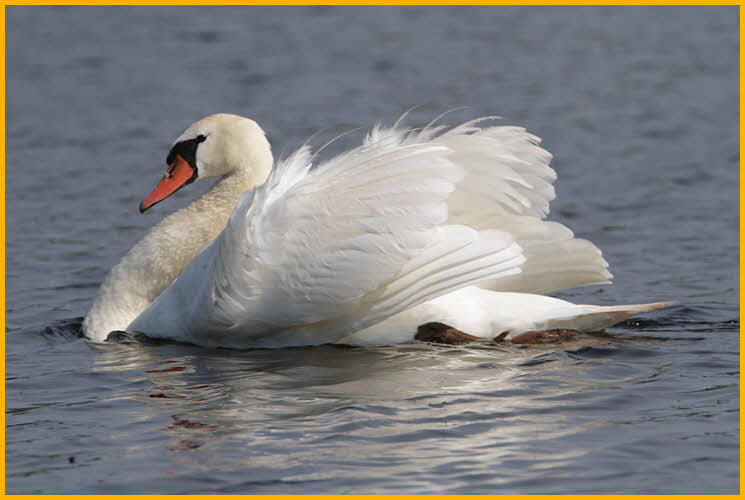 Mute Swan