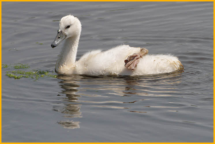 Mute Swan Cygnet