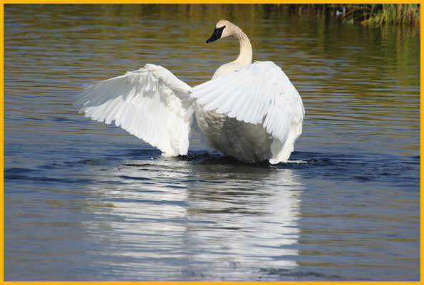 Trumpeter Swan