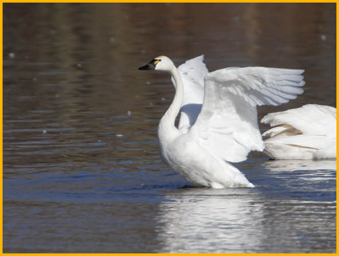 American Tundra Swan