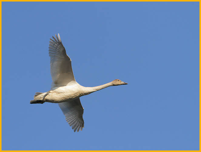 First Year<BR>American Tundra Swan