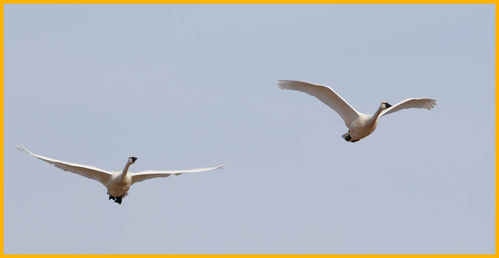 American<BR>Tundra Swans