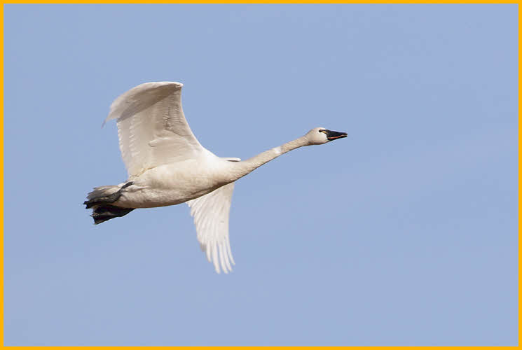 American<BR>Tundra Swan