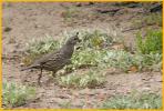 Female <BR>California Quail