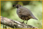 California Quail