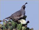 Gambel's Quail