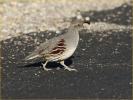 Female<BR>Gambel's Quail