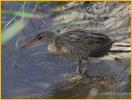 Gulf Coast<BR>Clapper Rail