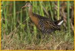 King Rail