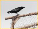 Chihauhaun Raven