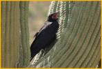 Common Raven Chick