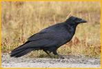 Common Raven