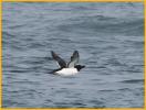 Razorbill