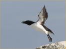 Razorbill