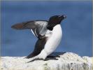 Razorbill