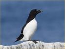Razorbill