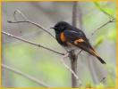 American Redstart