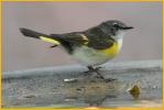 First Summer<BR>American Redstart
