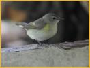 First Year Female<BR>American Redstart