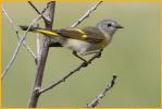 Female<BR>American Redstart