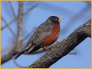 American Robin