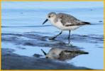 Juvenile Sanderling