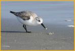 First Winter Sanderling
