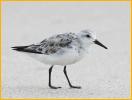 Nonbreeding<BR>Sanderling