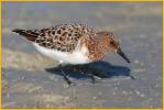 Sanderling