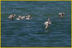 Nonbreeding<BR>Sanderlings