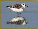 Female<BR>Sanderling