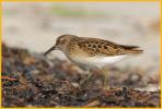 Juvenile <BR>Least Sandpiper
