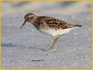 Least Sandpiper
