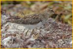 Pectoral Sandpiper