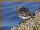 Nonbreeding <BR>Purple Sandpiper
